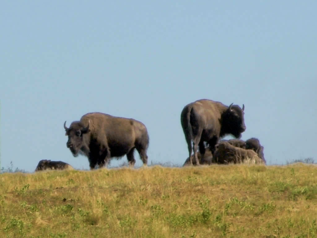 buffalos (1024x768)