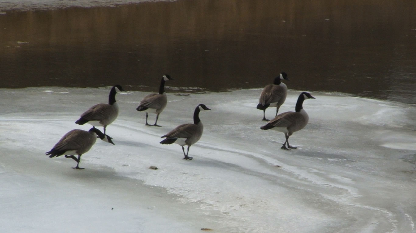 canada_geese (1366x768)