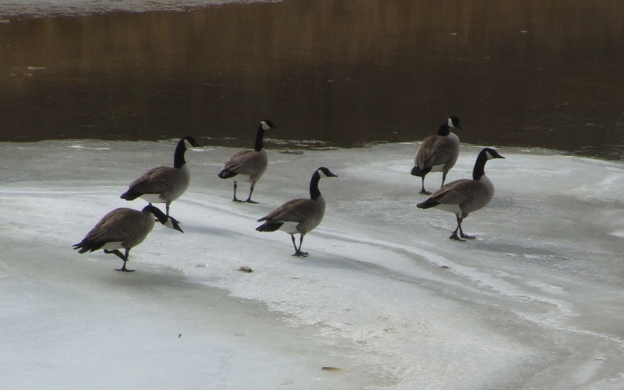 canada_geese (1280x800)