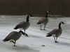 canada_geese