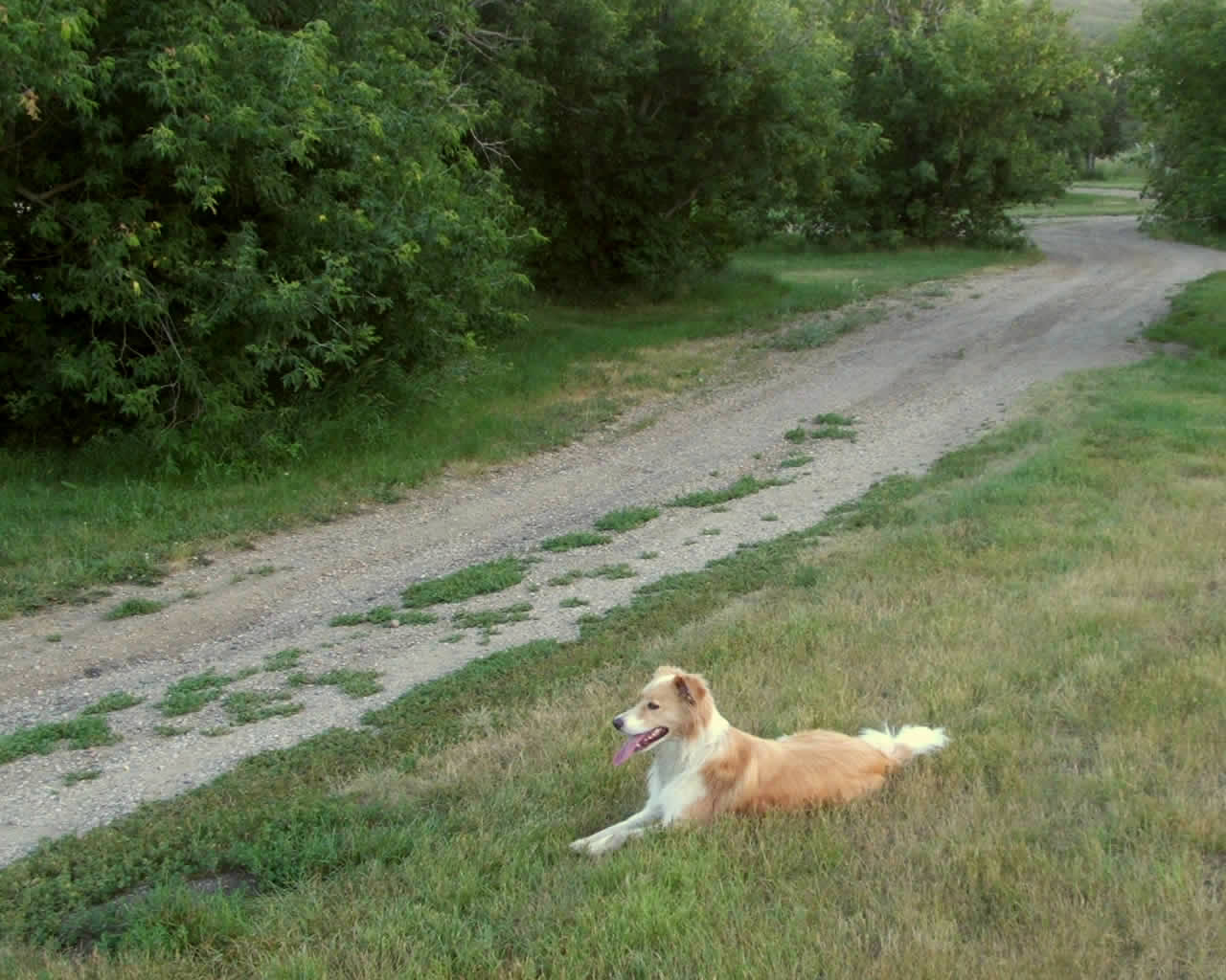 digger_near_highway_14 (1280x1024)